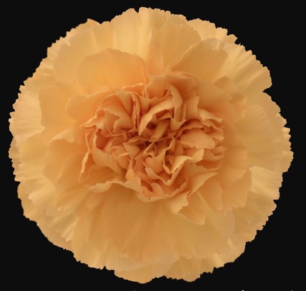 Carnation Caroline Gold Standard Carnation Carnations Flowers by